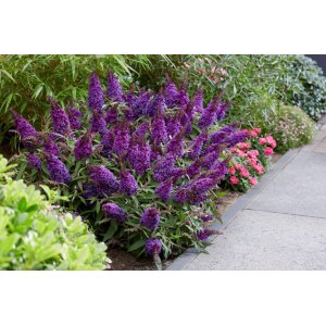 Budleja Dávidova (Buddleja Davidii) ´CANDY LITTLE PURPLE®´ - výška 20-30 cm, kont. C2.5L 